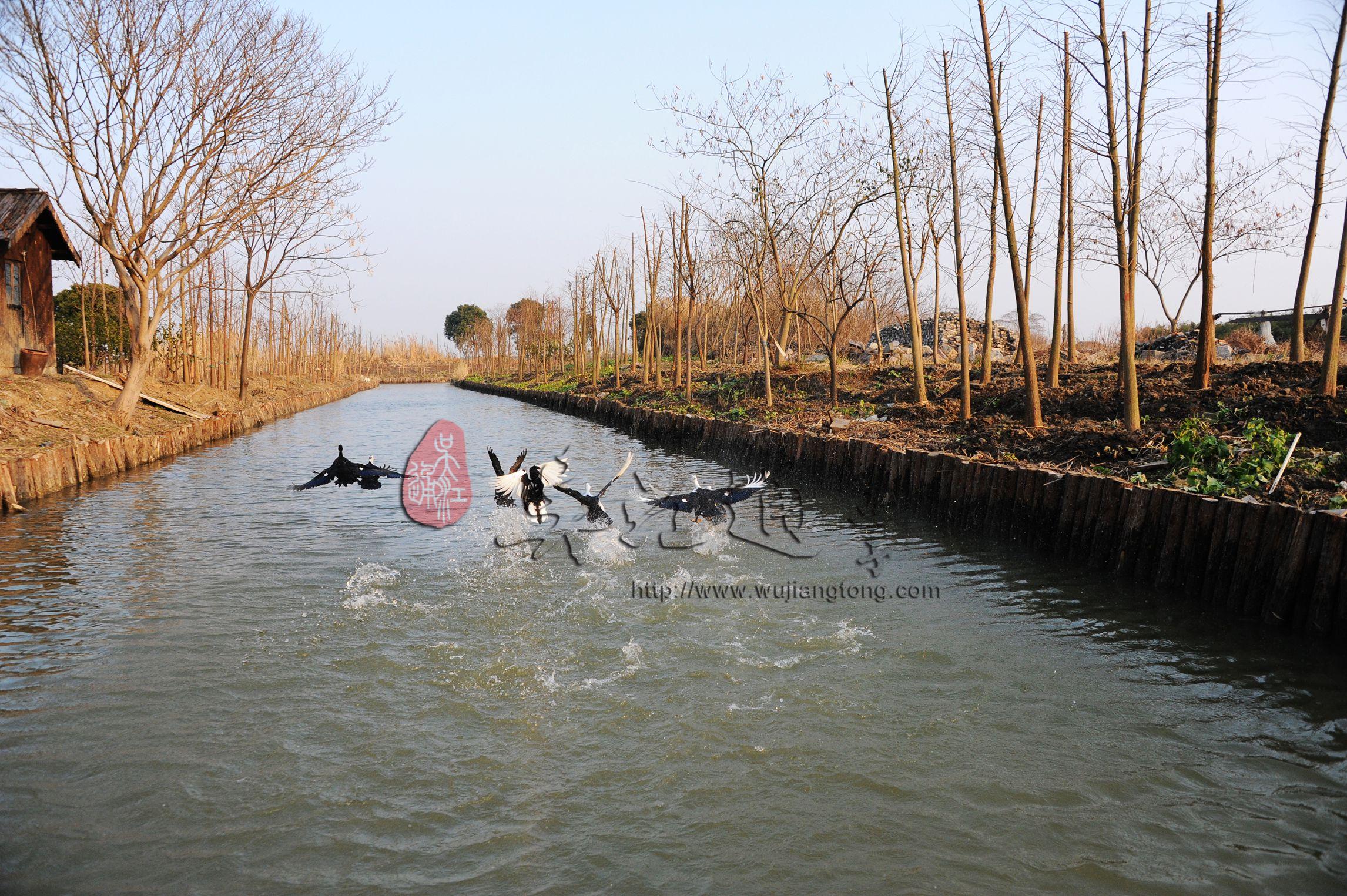 肖甸湖湿地7