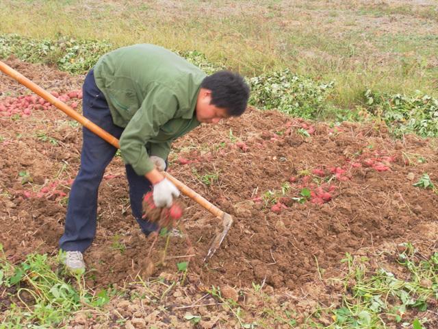 5 农民在地里挖红薯（作封面）.jpg