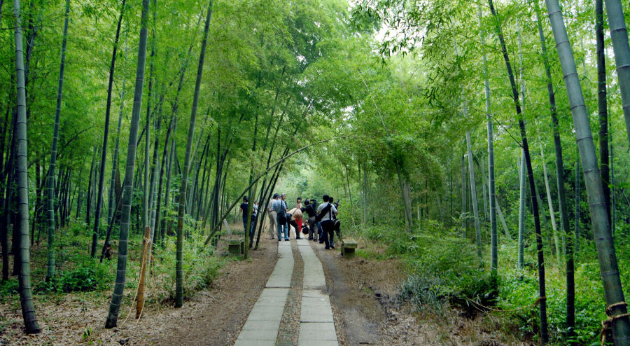 11.肖甸湖公园的竹林.jpg