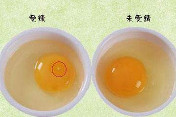 6-2只有受精蛋才能孵小鸡.JPEG