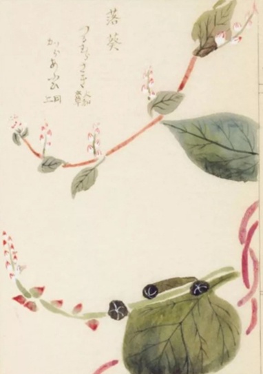 2紫角叶有个诗意的名字:落葵.jpg