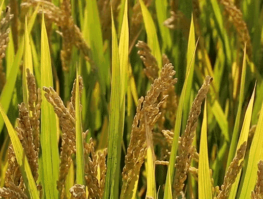 9f8ae05825f64da6b77299c2334a7ae7.gif 9f8ae05825f64da6b77299c2334a7ae7.gif