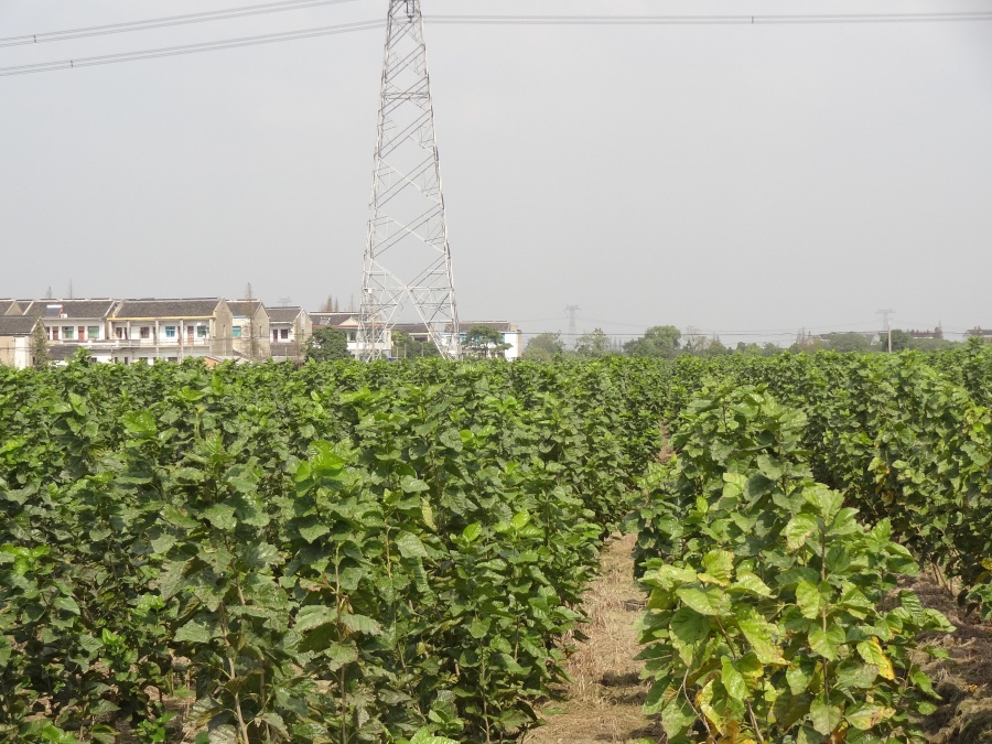 4.蚕桑基地.jpg 4.蚕桑基地.jpg