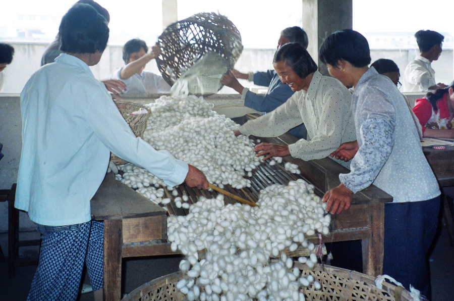 7.卖蚕茧.jpg 7.卖蚕茧.jpg