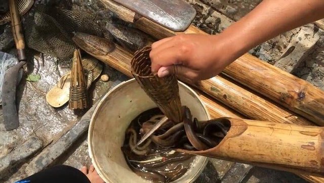 捉黄鳝的方法你知道几种?
