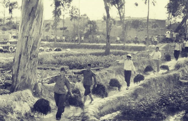 11.挑草塘泥(封面).png