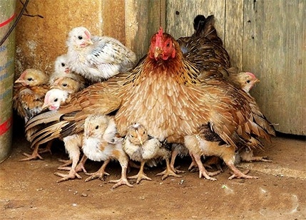11母鸡护崽.jpg