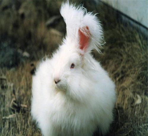图10：长毛兔.jpg