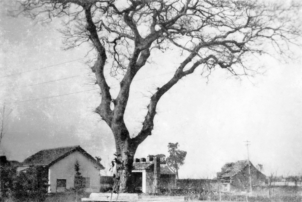 1.目澜洲古树（摄于上世纪三十年代，陆寿康提供）.jpg
