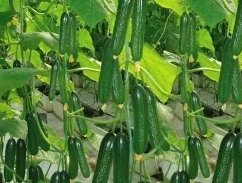 小黄瓜种植.webp.jpg